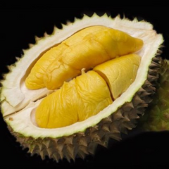 Durian - Black Gold - Fruit Plant