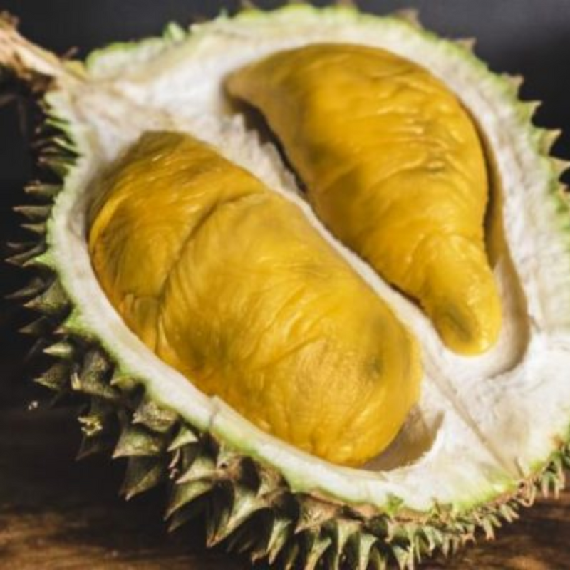 Durian - Black Gold - Fruit Plant