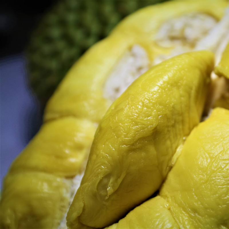 Durian - Black Gold - Fruit Plant