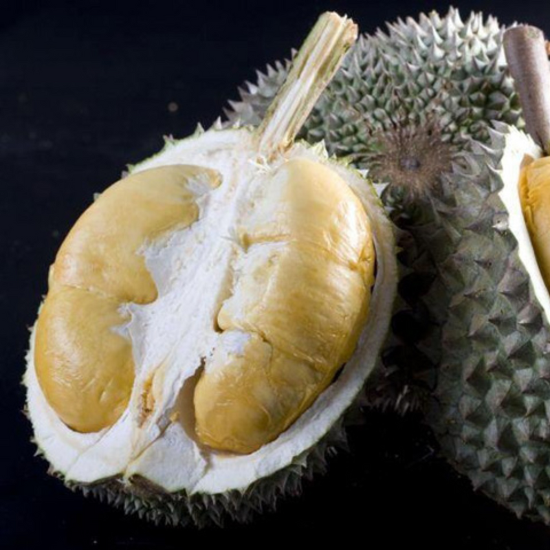 Durian - Black Pearl - Fruit Plant