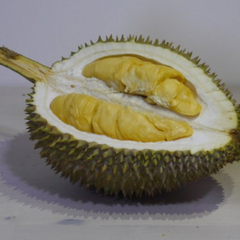 Durian - Black Pearl - Fruit Plant