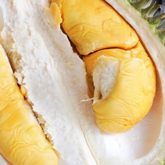 Durian - D101 Hybrid - Fruit Plant