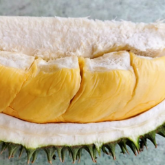 Durian - D101 Hybrid - Fruit Plant