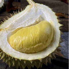 Durian - D24 Hybrid - Fruit Plant