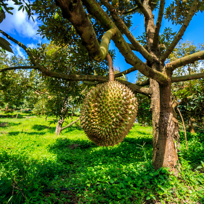 Durian - Dwarf Hybrid - Fruit Plant