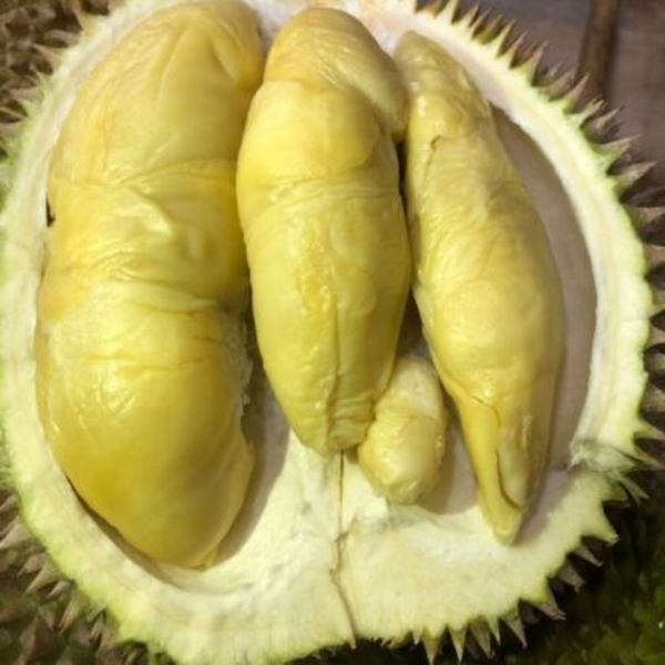 Durian - Golden Phoenix - Fruit Plant