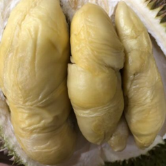 Durian - Golden Phoenix - Fruit Plant