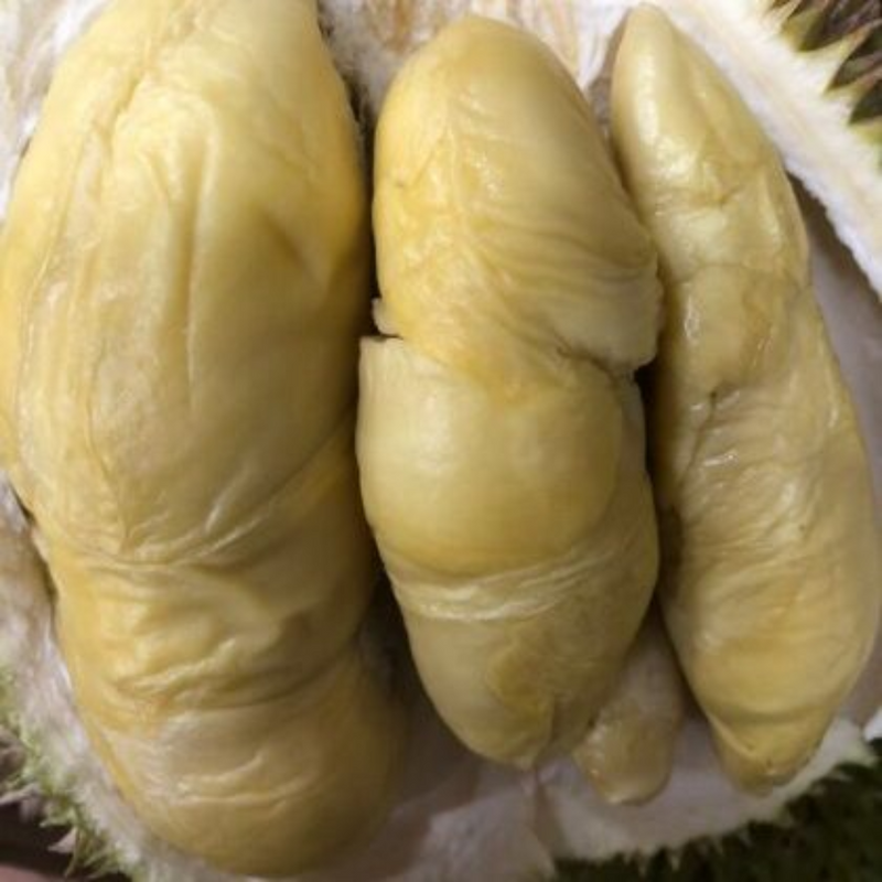 Durian - Golden Phoenix - Fruit Plant