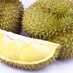 Durian - Mon Thong  - Fruit Plant