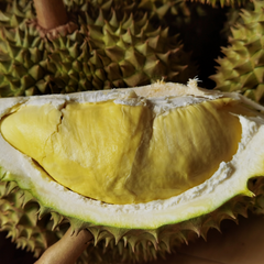 Durian - Mon Thong  - Fruit Plant