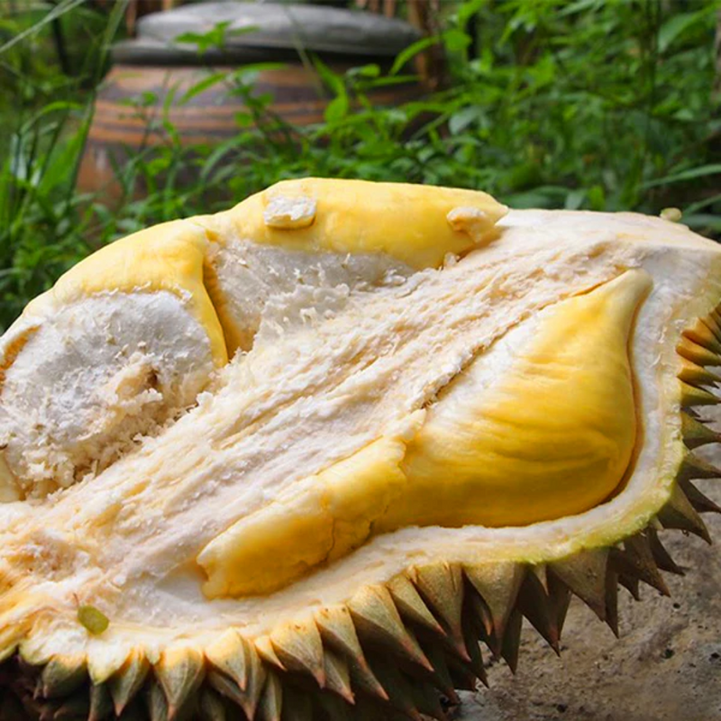 Durian - Nonthaburi - Fruit Plant