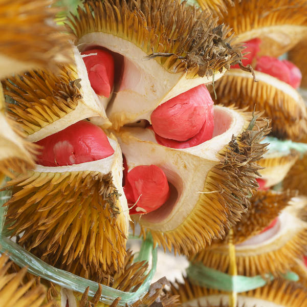 Durian - Red Prawn - Fruit Plant