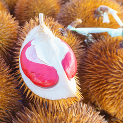 Durian - Red Prawn - Fruit Plant
