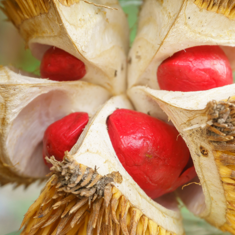 Durian - Red Prawn - Fruit Plant