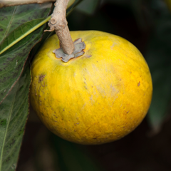 Eggfruit - Round - Pouteria campechiana Fruit Plant