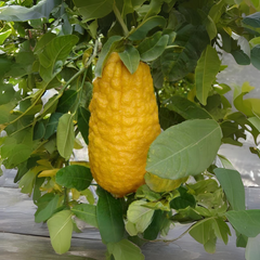 Lemon - Ganapathy Lemon - Citrus medica Fruit Plant