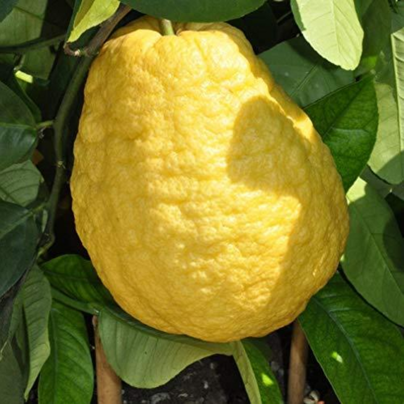 Lemon - Ganapathy Lemon - Citrus medica Fruit Plant