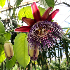 Giant Granadilla / Aakashavellari - Passiflora quadrangularis Fruit Plant