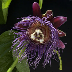Giant Granadilla / Aakashavellari - Passiflora quadrangularis Fruit Plant