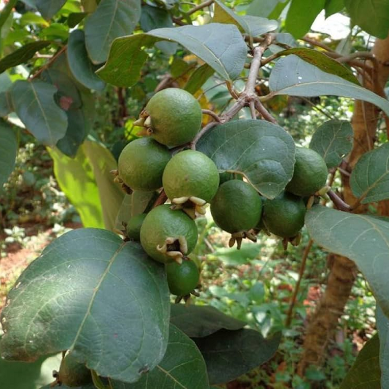 Munthiri Pera / Grape Guava Fruit Plant