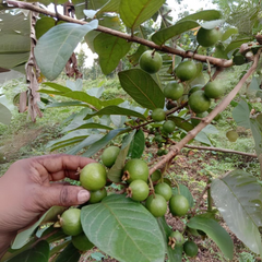 Munthiri Pera / Grape Guava Fruit Plant