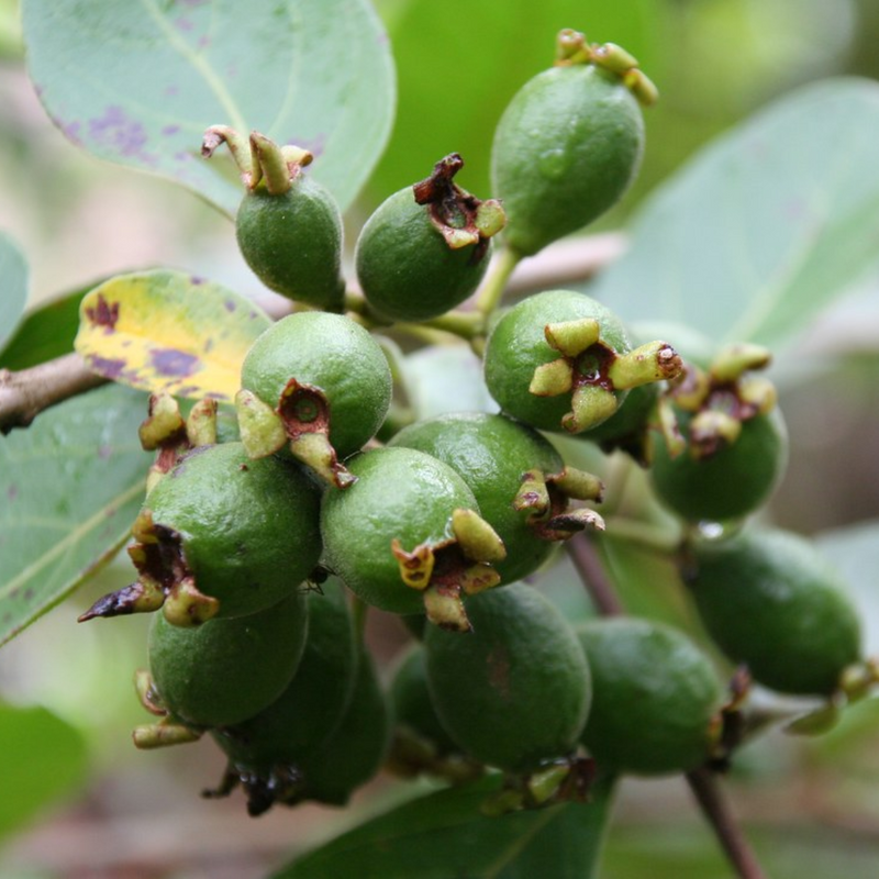 Munthiri Pera / Grape Guava Fruit Plant
