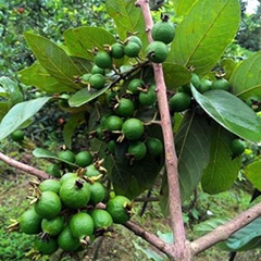 Munthiri Pera / Grape Guava Fruit Plant
