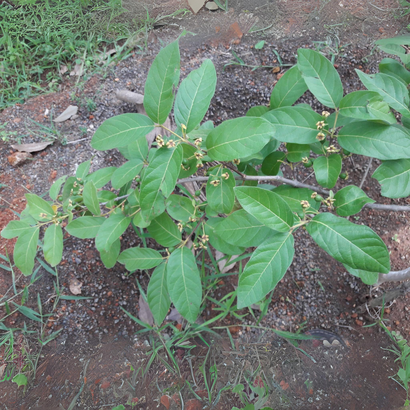 Munthiri Pera / Grape Guava Fruit Plant
