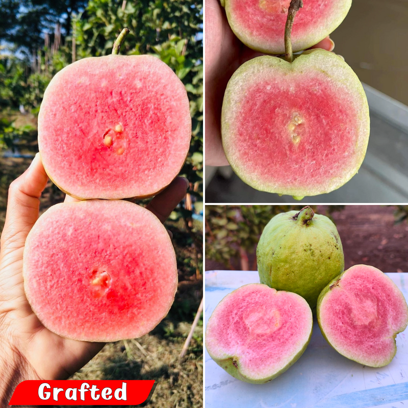 Japanese Red Diamond Guava Fruit Plant