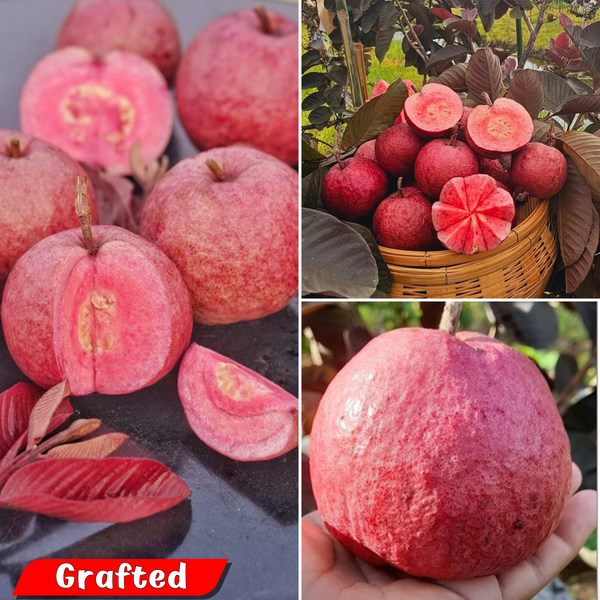 Guava - Black Diamond Guava - Fruit Plant