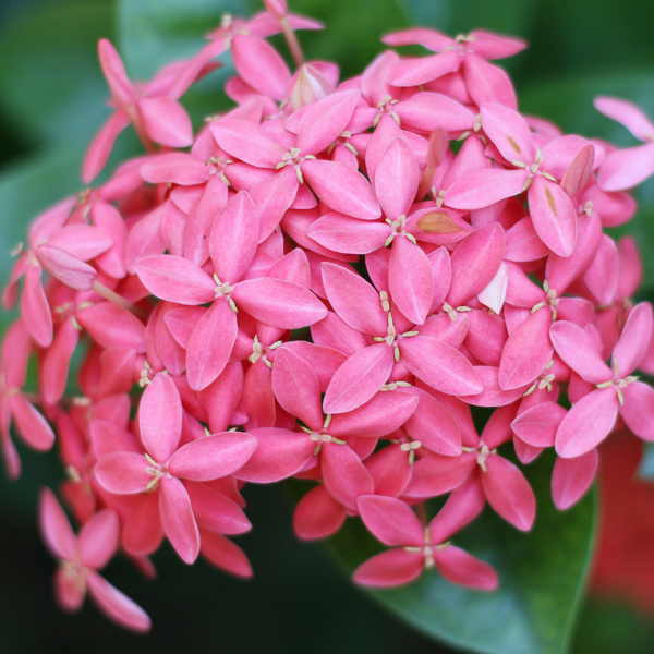 Ixora - Pink Mini Dwarf - Hybrid Flower Plant