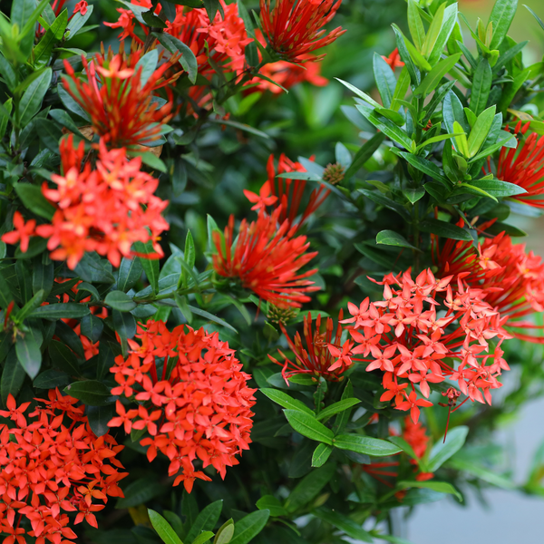 Ixora - Red Mini Dwarf - Hybrid Flower Plant