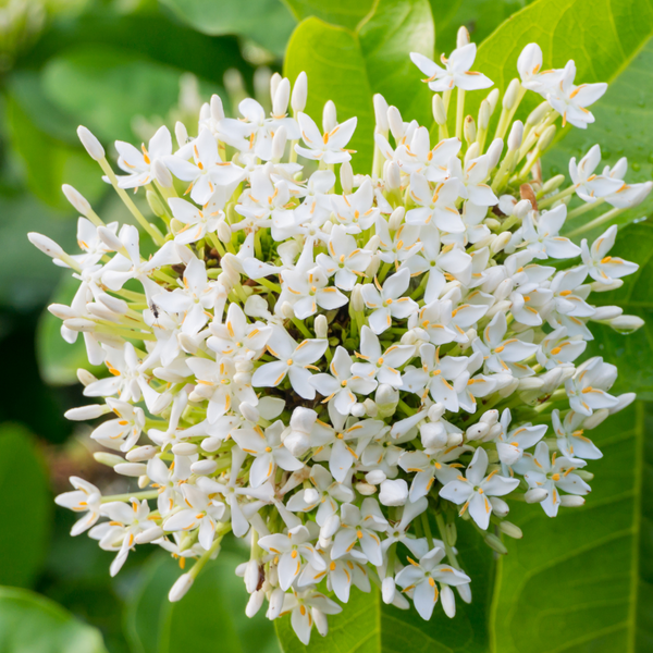 Ixora - White Mini Dwarf - Hybrid Flower Plant