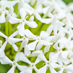 Ixora - White Mini Dwarf -  Hybrid Flower Plant