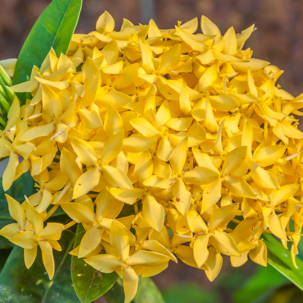 Ixora - Yellow Mini Dwarf - Hybrid Flower Plant
