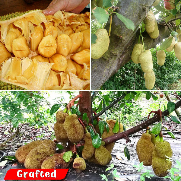 Jackfruit - Cheena - Hybrid Fruit Plant