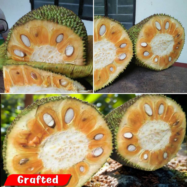Jackfruit - Pathamuttam Jack - Hybrid Fruit Plant