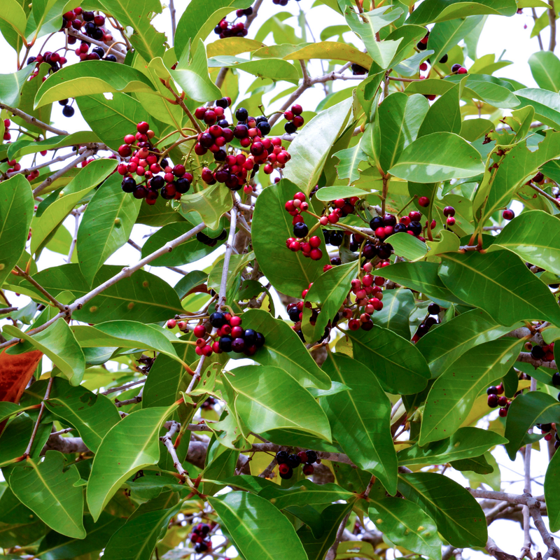 Jamun - Black - Grafted Fruit Plant