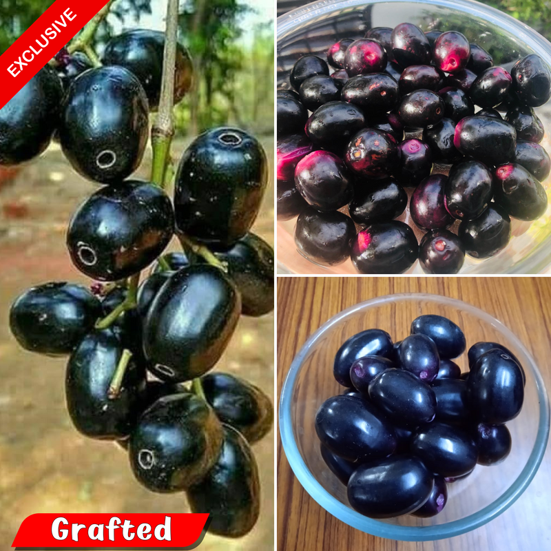 Jamun - Thai KG10 - Fruit Plant
