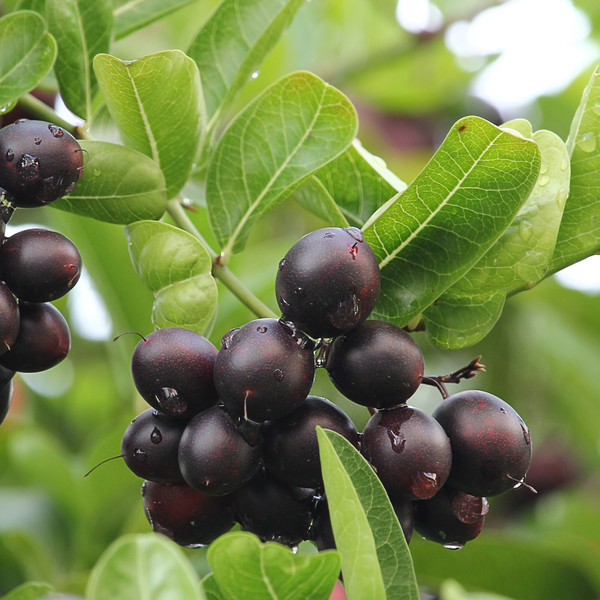 Karonda Cherry - Black - Hybrid Fruit Plant