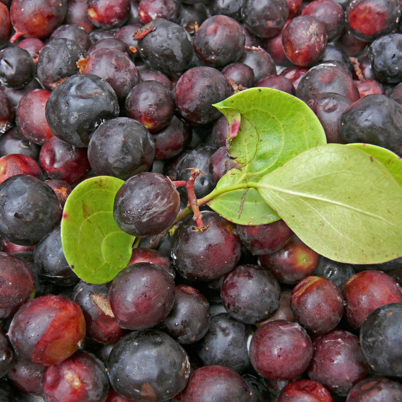 Karonda Cherry - Black - Hybrid Fruit Plant