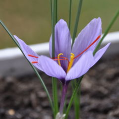 Kashmir Saffron - Crocus sativus - 5 Corms / Bulbs