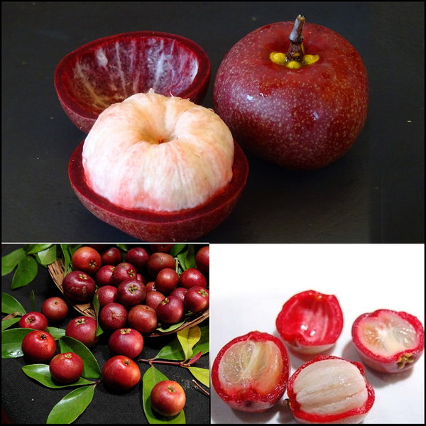 Kokum - Garcinia indica Fruit Plant