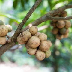 Langsat / Duku - Lansium domesticum - Fruit Plant