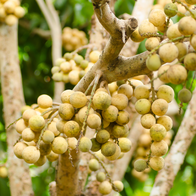 Langsat / Duku - Lansium domesticum - Fruit Plant
