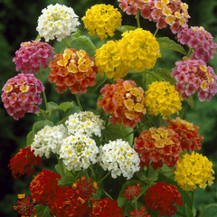 Lantana - Mixed - 30 Flower Seeds