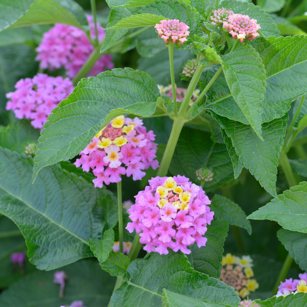 Lantana - Pink - 30 Flower Seeds