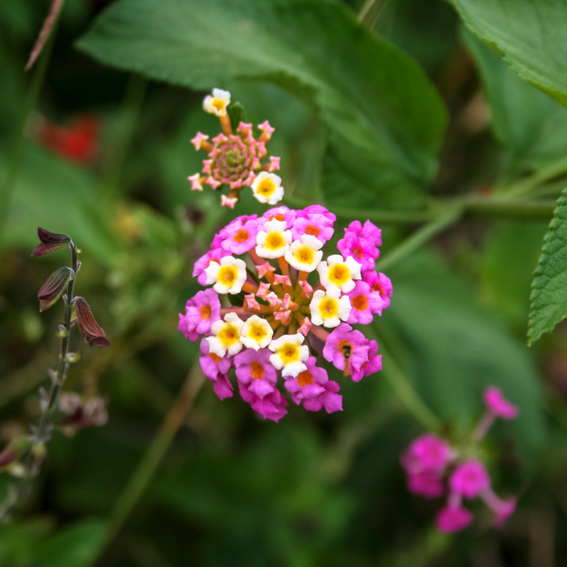 Lantana - Pink White - 30 Flower Seeds
