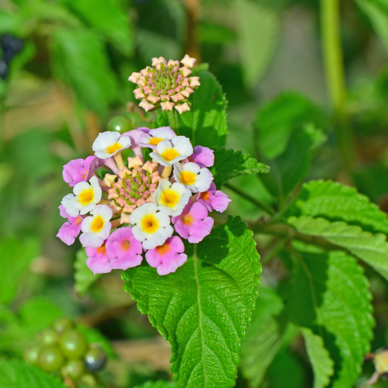 Lantana - Pink White - 30 Flower Seeds
