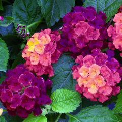 Lantana - Purple - 30 Flower Seeds